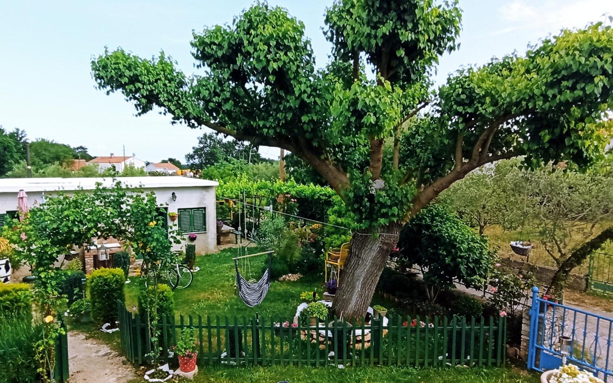 Nika * Segotici